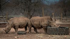 Two rhinos