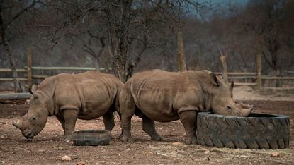 Rhino at Kahya Ndlovu Lodge