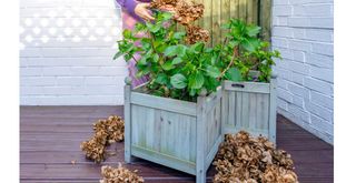person cutting back a hydrangea in spring to remove deadheads after winter
