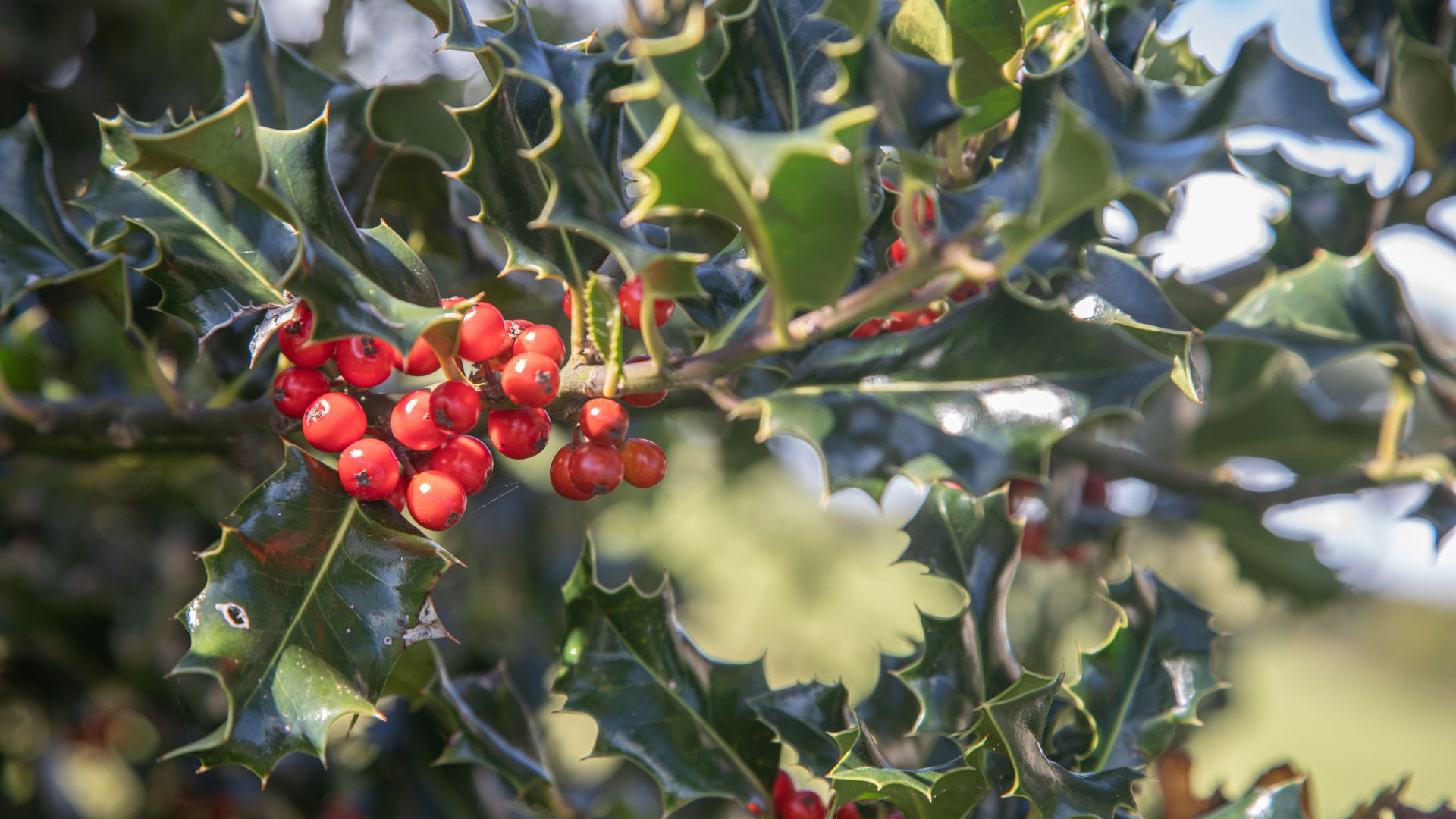 picture of holly bush with red berries growing on it