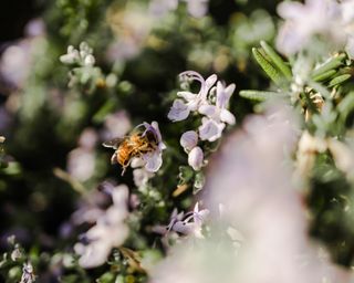 Rosemary bush with bee