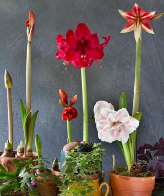 display of flowering potted amaryllis with gray background