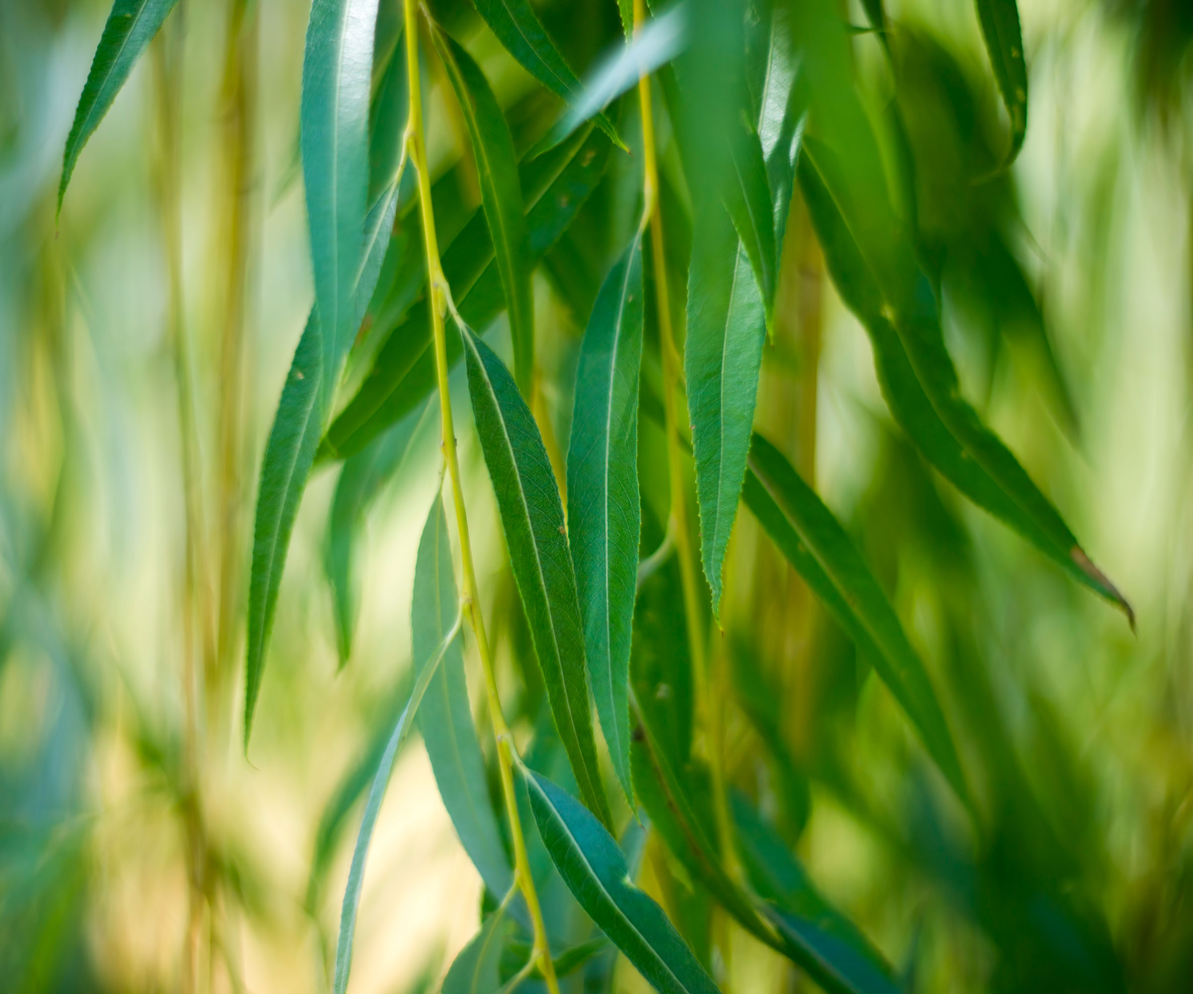 willow leaves
