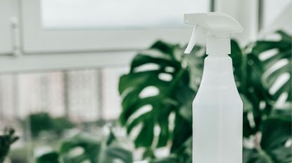 A white spray bottle with large monetera plants in the background out of focus in a white room