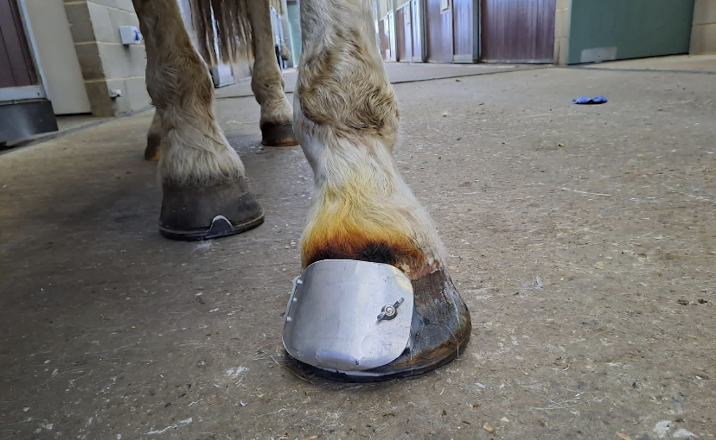Joey&amp;rsquo;s hoof plate: hinged hoof plate for a horse recovering from keratoma