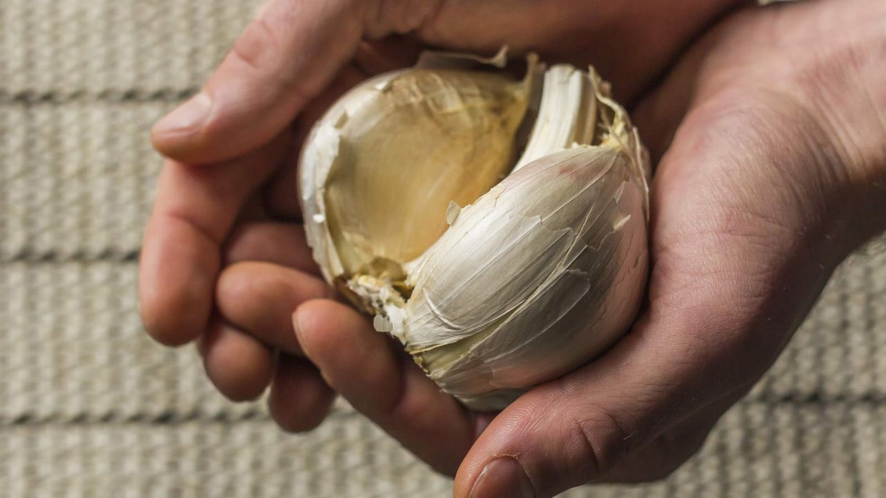 An extra-large elephant garlic bulb held in a hand