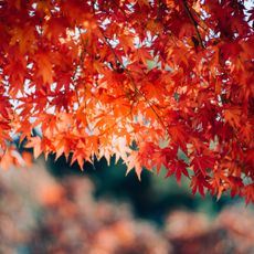 red maple leaves in sunlight - d3sign - GettyImages-1428609847