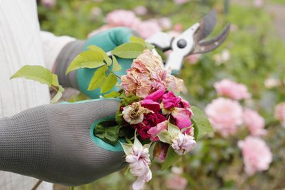 Deadheading roses