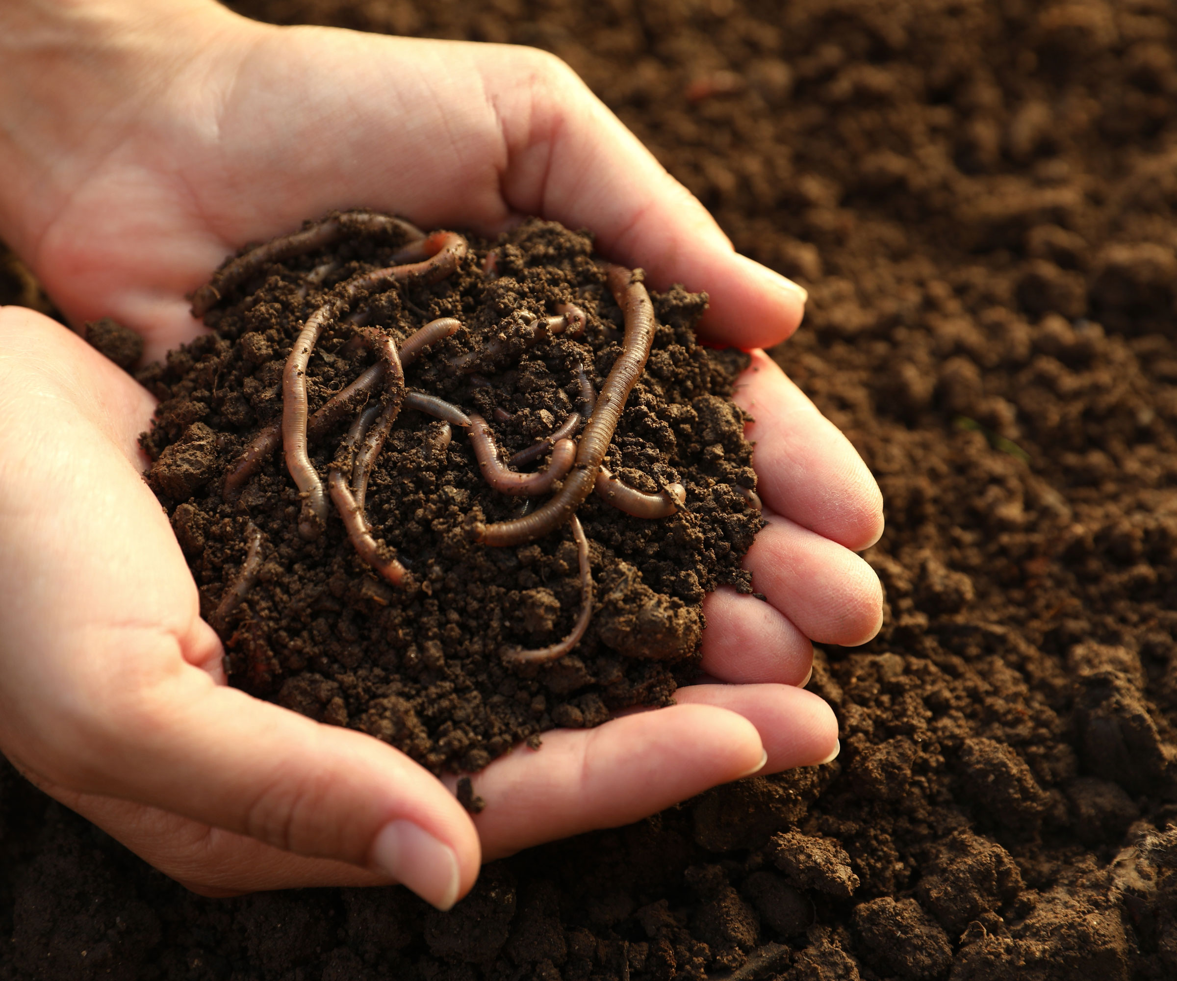 hands holding worms in soil