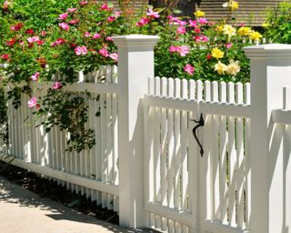 White picket fence and gate detail with flowering bushes