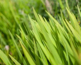 close up blades of grass