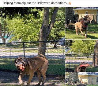 Mastiff helping mom with Halloween decorations