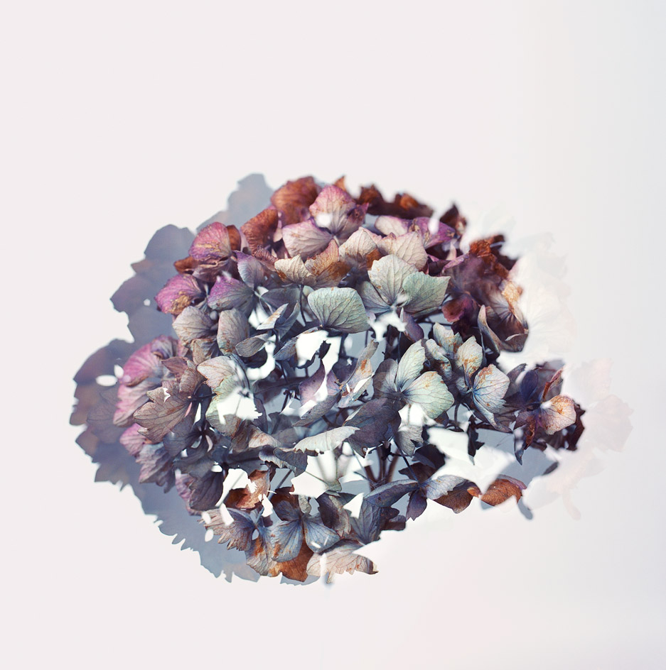 light background hydrangea bush