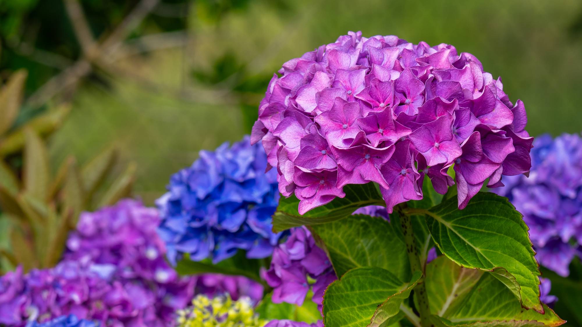 Close up of blue and purple hydrangea flowers