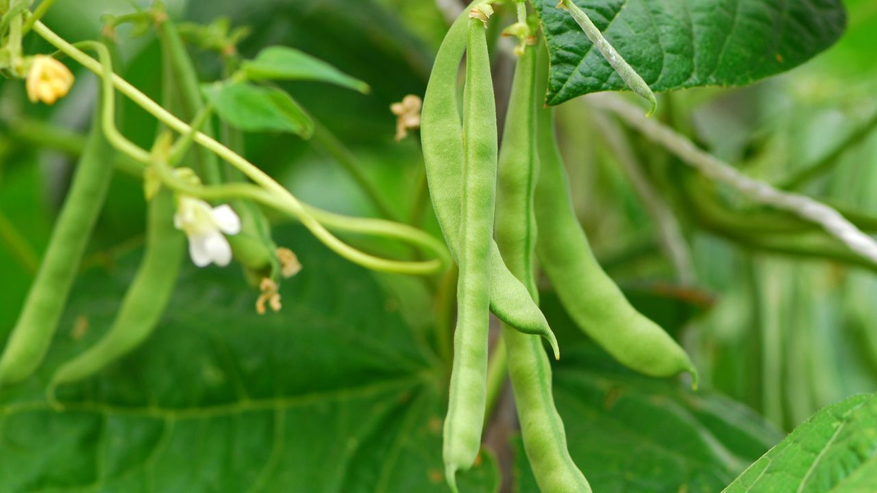 Runner beans growing