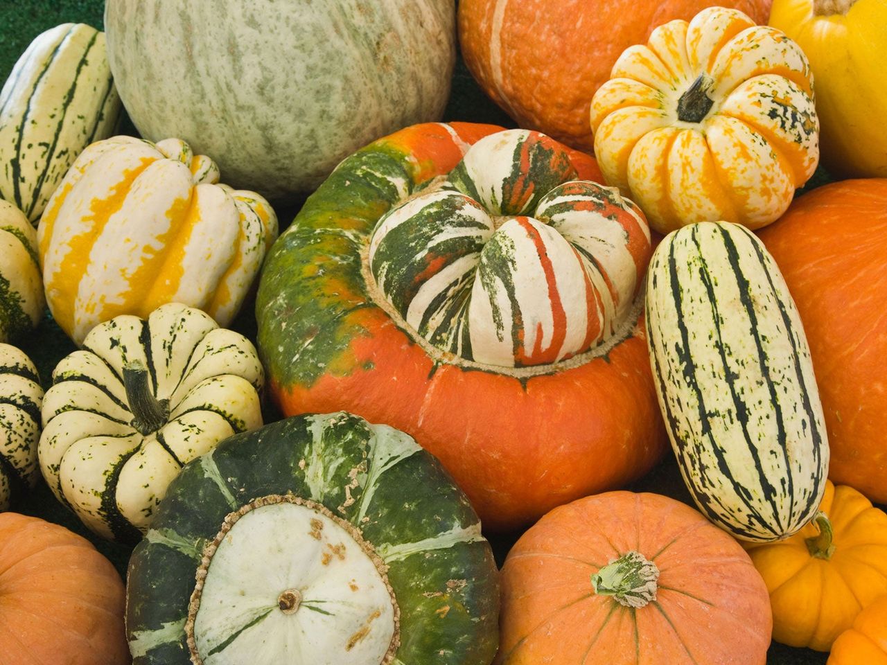 sweetest squash varieties Turk&#039;s Turban Delicata and Sweet Dumpling at harvest time