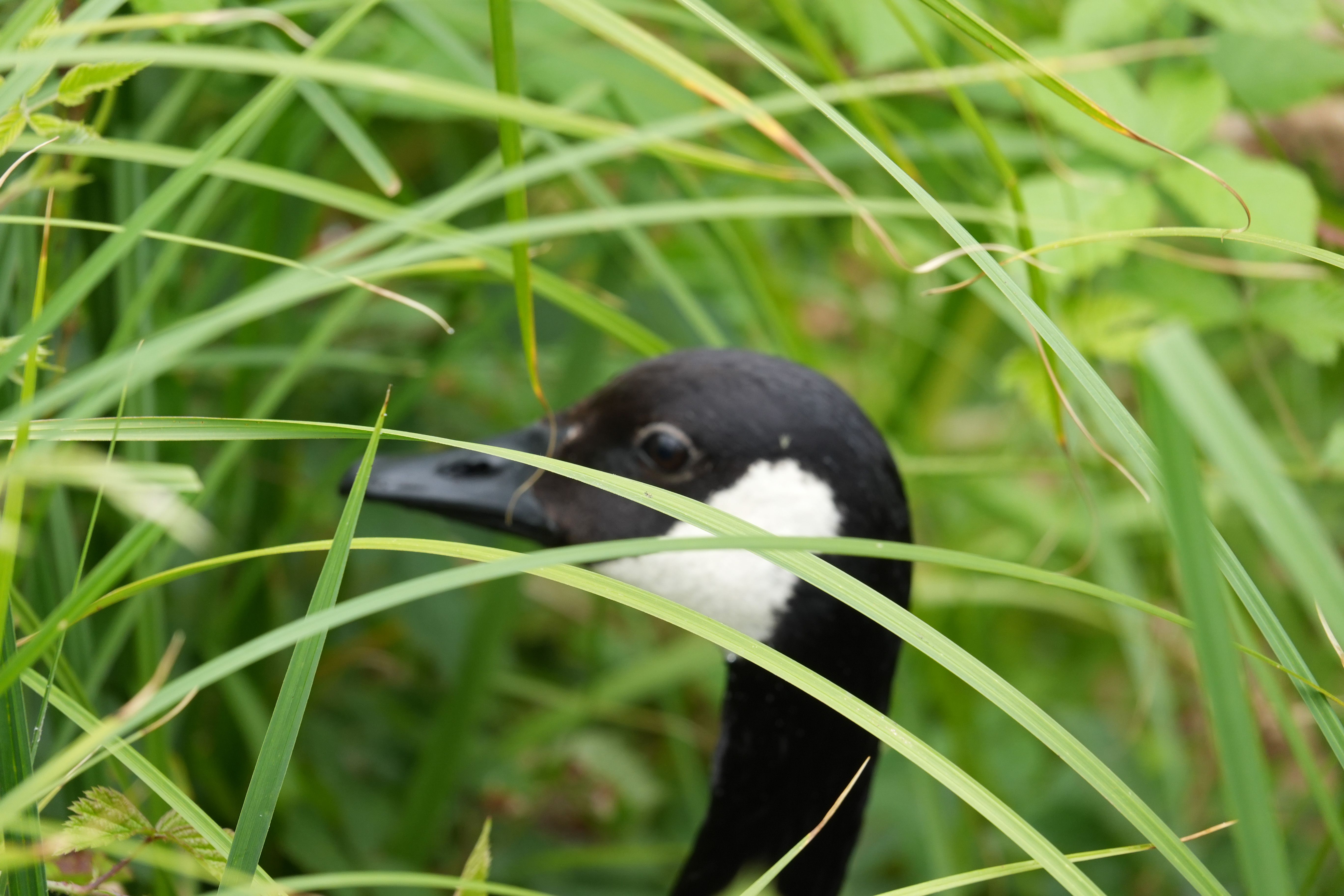 Close-up of a Canada goose partially hidden among long green grass.
