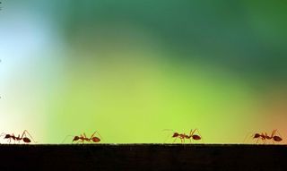 ants marching in line