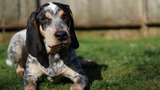 Bluetick coonhound