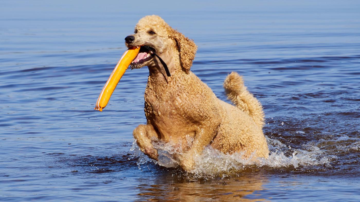 Standard poodle on rescue service water training