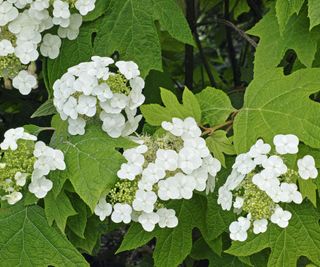 oakleaf hydrangea blooming in border