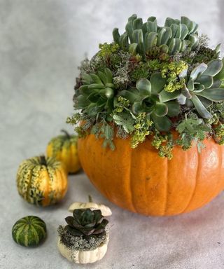 Assortment of DIY pumpkin vases (including mini pumpkins) using succulent plant varieties from Waitrose