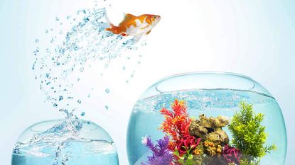 A goldfish jumps from one fishbowl to another