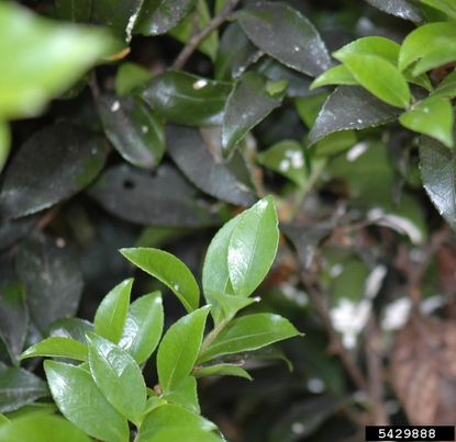Sooty Mold On Camellia Plants