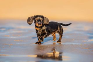 A Daschund on golden sand