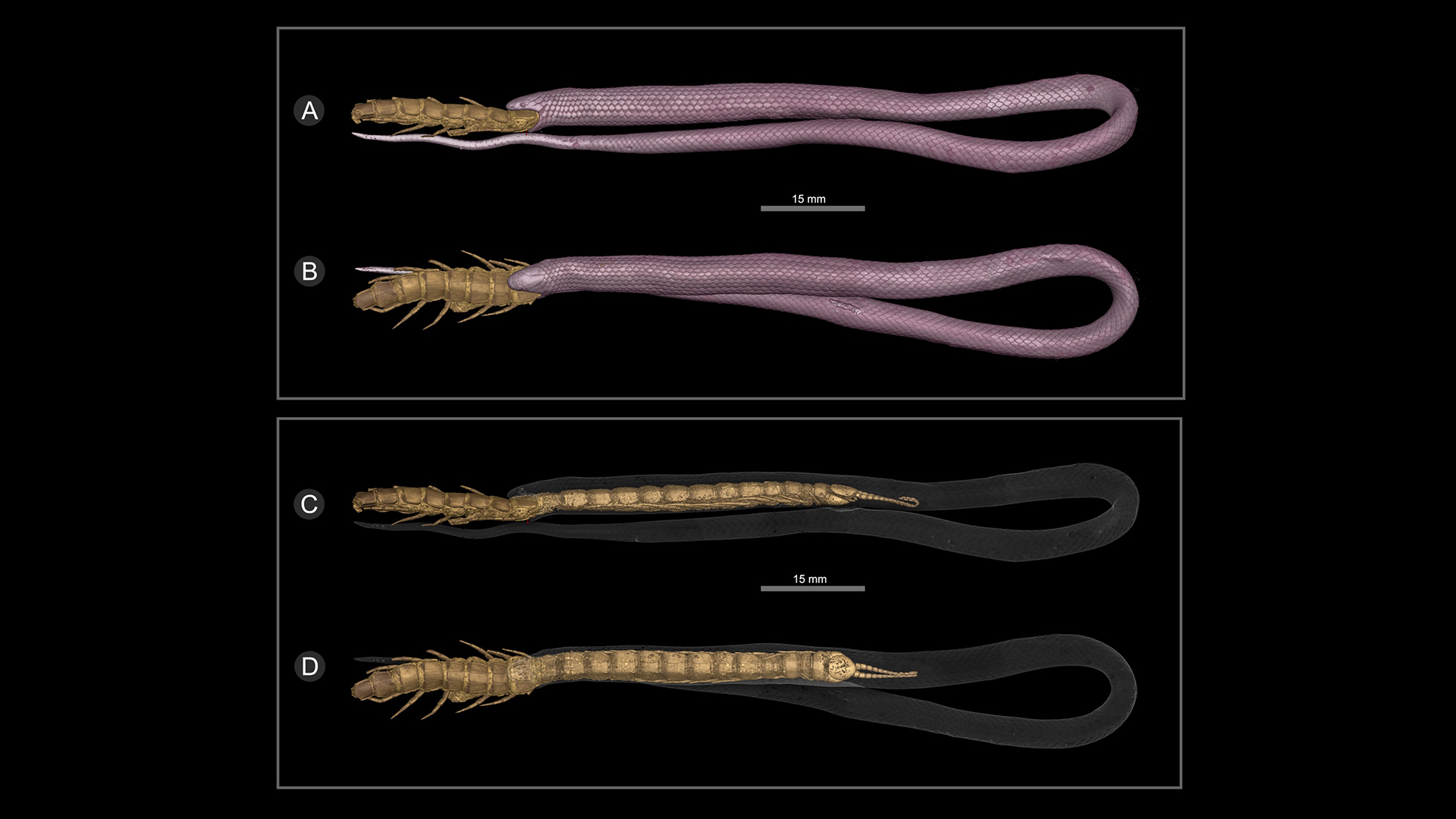 The excellent condition of the snake's soft tissues enabled CT scans to reveal its internal structures in exceptional detail.
