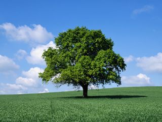 A tree in a field under a blue sky