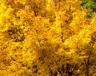 Acer palmatum 'Sango-kaku', Japanese Maple