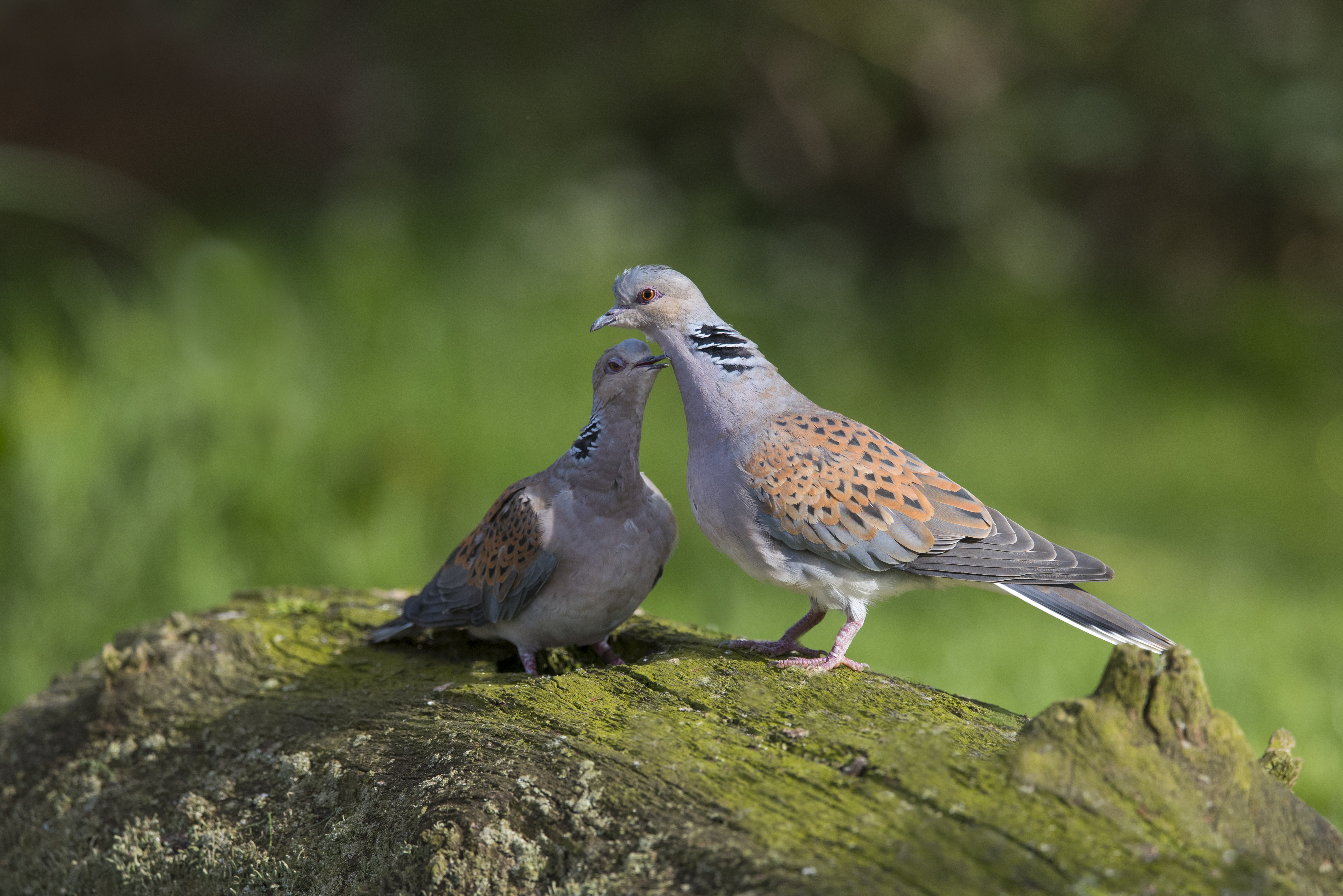Turtle dove