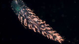 A siphonophore at night in the gulf stream.