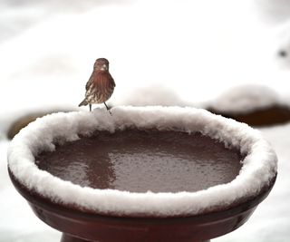 A house finch (Haemorhous Mexicanus) visits a backyard bird bath after a light snowfall