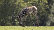 A Grevy&rsquo;s zebra foal has been born at Marwell Zoo