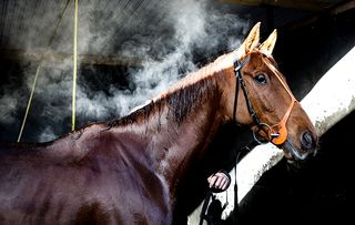 cheltenham festival 2018