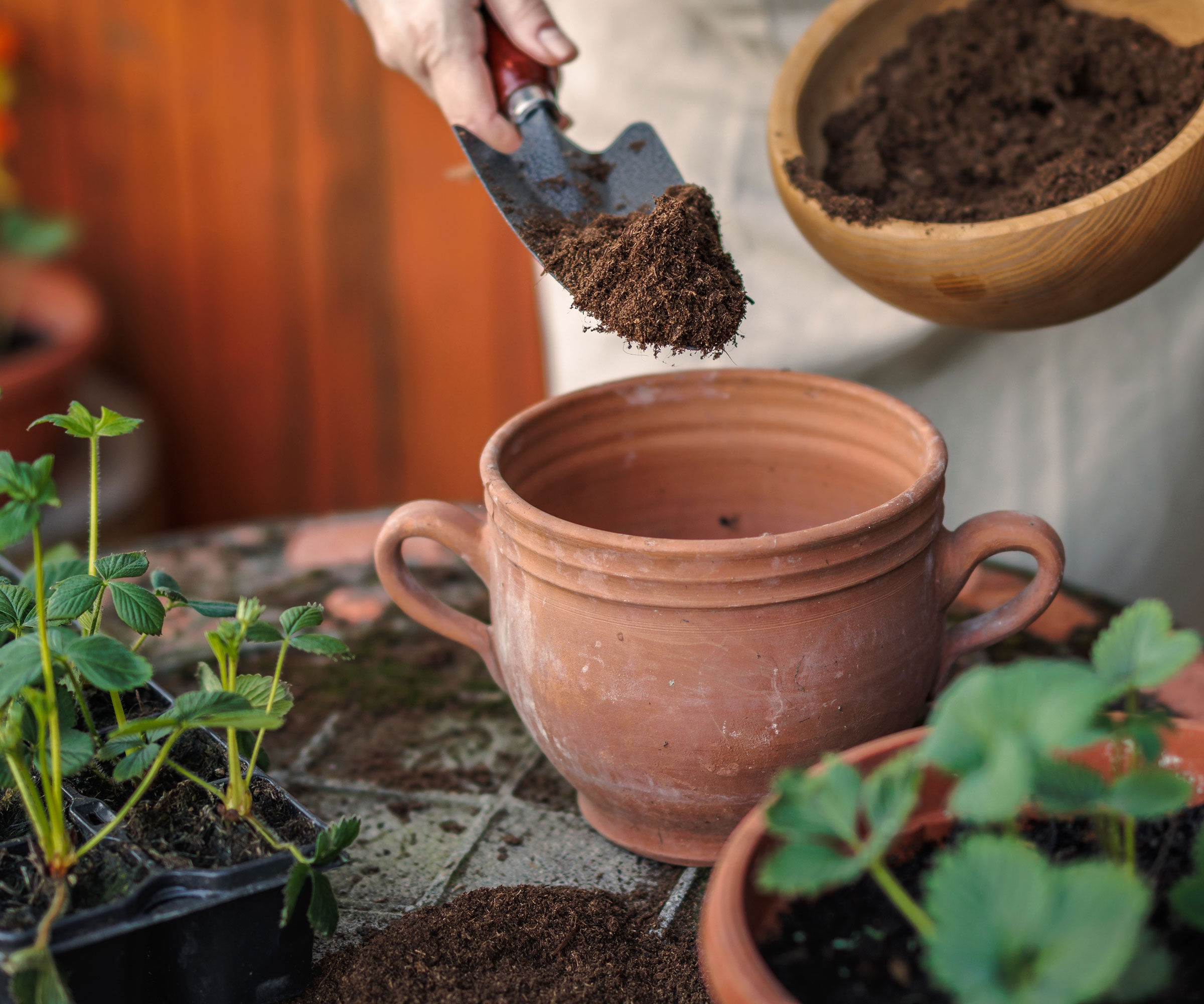 potting soil being scooped into terracotta pot