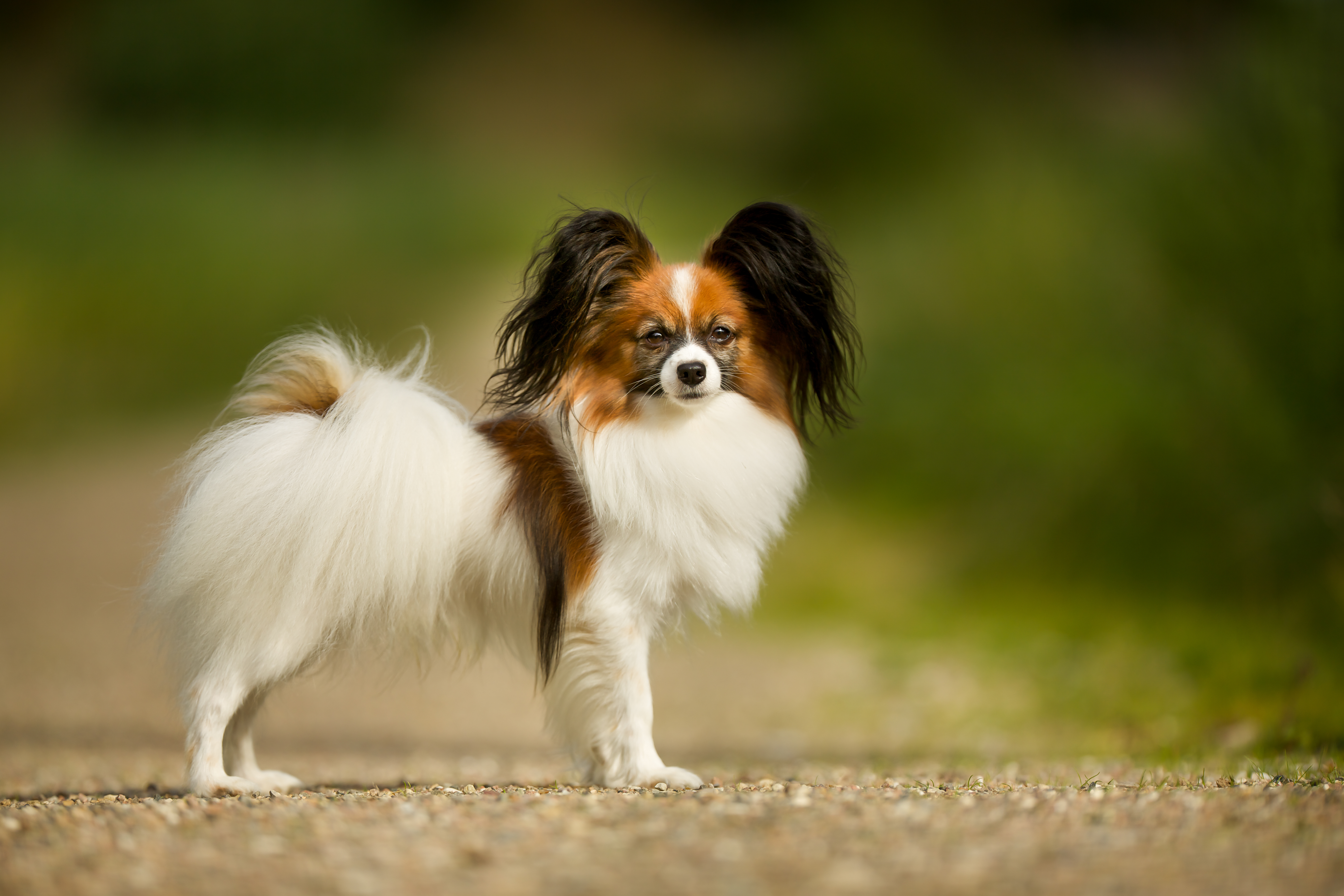Papillon dog standing on path
