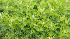 The fine-leaved foliage of Artemisia abrotanum up close