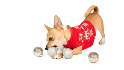 New puppy: Cute festive dog with baubles