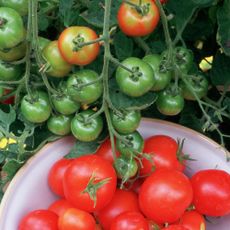 Green unripe tomatoes on vine & ripe red tomatoes freshly picked in bowl.