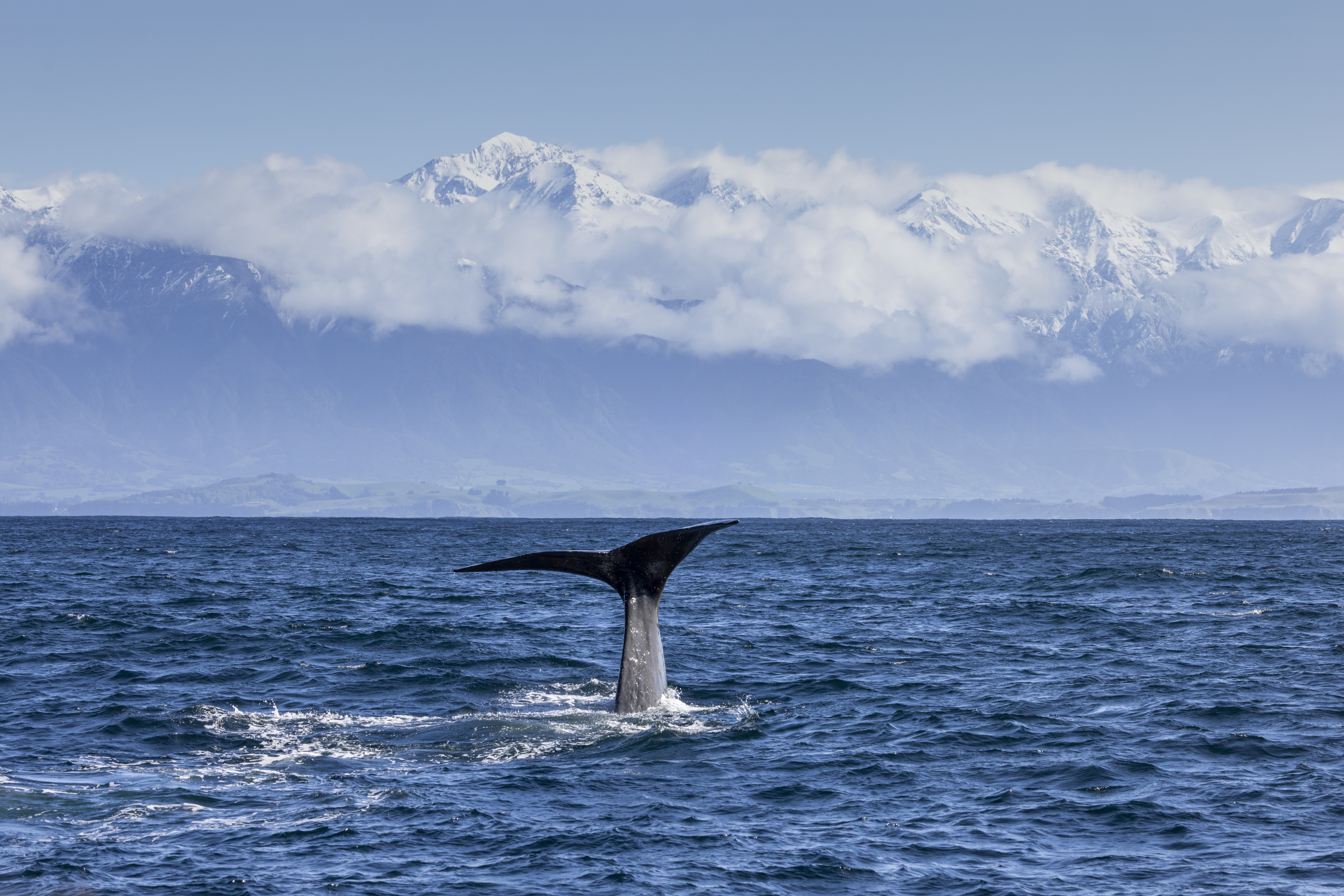 Whale tail sticking out of the water with snow-capped mountains and clouds in the distance