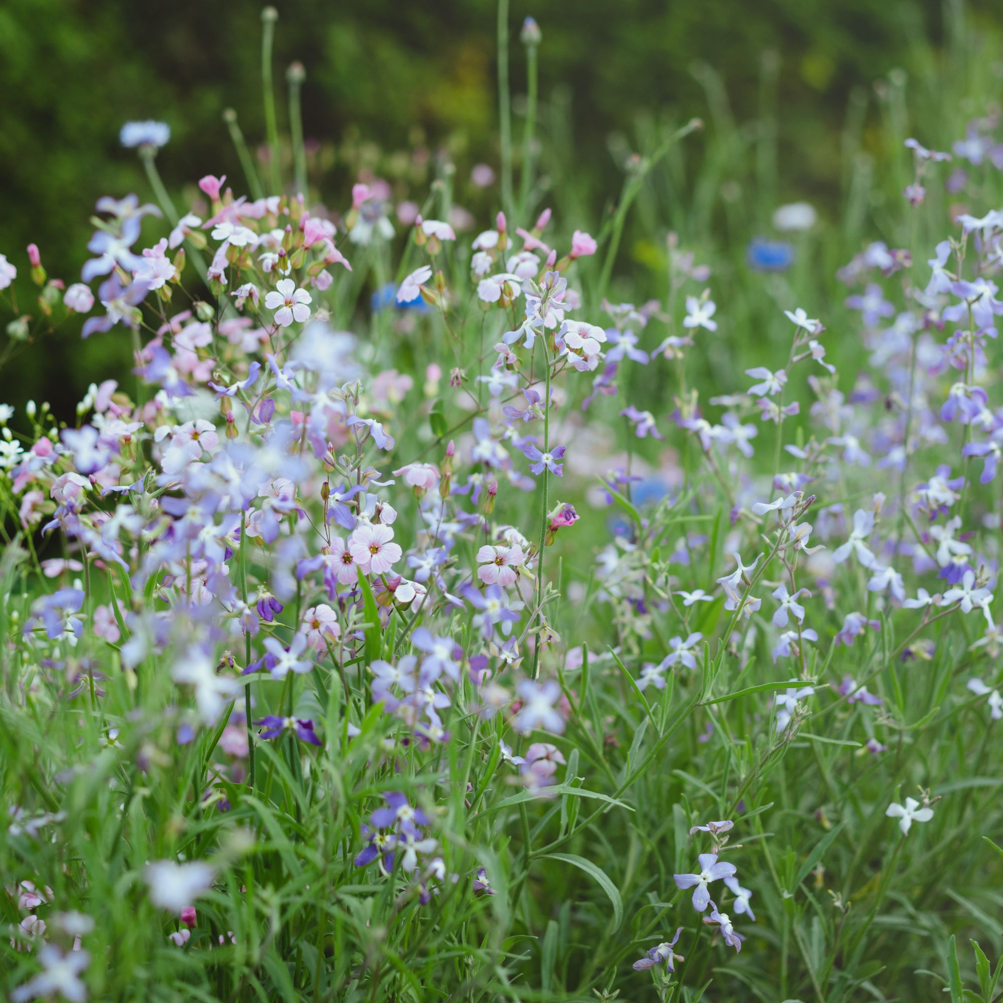 night-scented stock fragrant plant