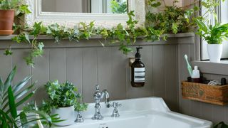 Houseplants surrounding mirror and wash basin in a bathroom