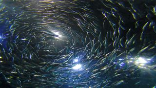 A school of anchovy fish swimming together in the ocean.