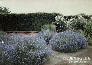 Gertrude Jekyll's garden at Munstead Wood - photographed in 1912 (©Country Life Picture Library)