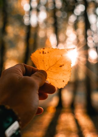 Sunlight in autumn