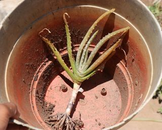 Aloe vera plant with the soil removed from its roots