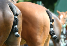 polo51.jpg